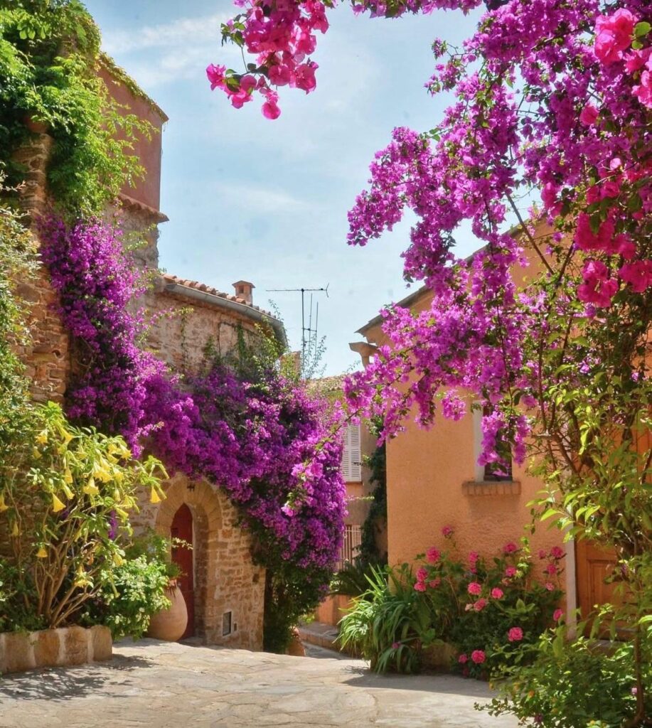 bougainvilliers bormes ok