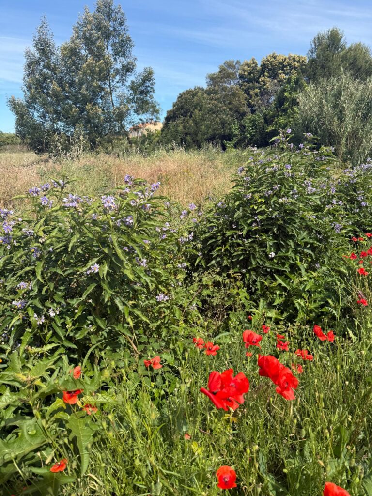 coquelicot bormes les mimosas